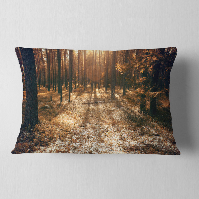 Coussin Forest Road