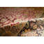 Wool Oriental Area Rug