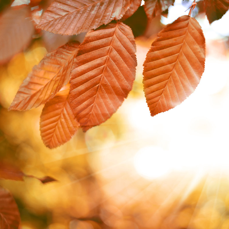 Autumn Leaves by Eivaisla, 36" H x 36" W
