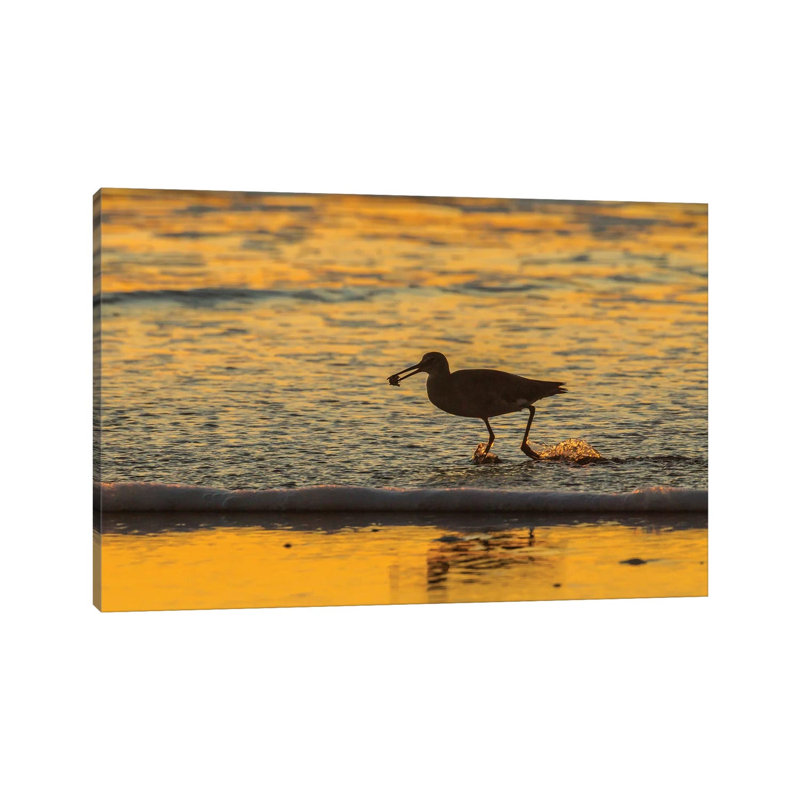 Usa, California, San Luis Obispo County. Willet With Food At Sunset. by Jaynes Gallery - Wrapped Canvas Gallery-Wrapped Canvas Giclée