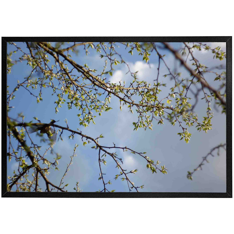 Idlewild Tree Branches And Sky - Single Picture Frame Print, Black, 41cm H x 61cm W x 4cm D