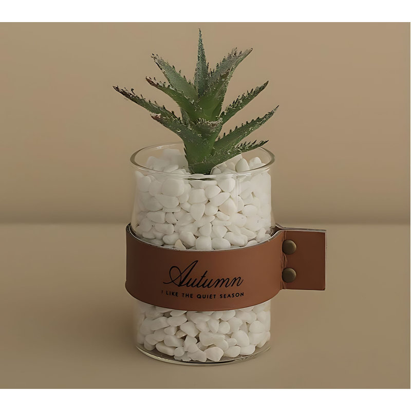 Plante grasse 10,62 po