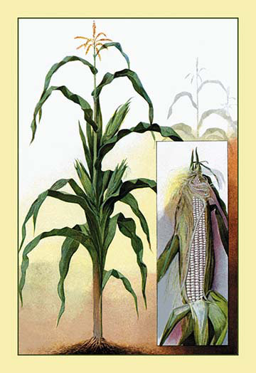 " Sweet Corn "
