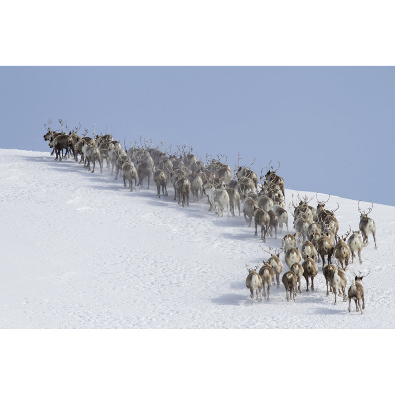 Vanalstyne Vanalstyne Herd Of Reindeer - Wrapped Canvas Print, 30cm H x 46cm W x 3.8cm D