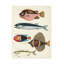 Reproduction sur toile de bolognaise, "Renard Tropical Fish IV" par Louis Renard-98232996