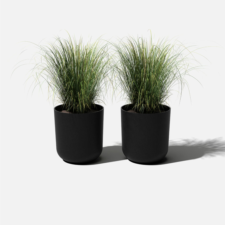 Plant series