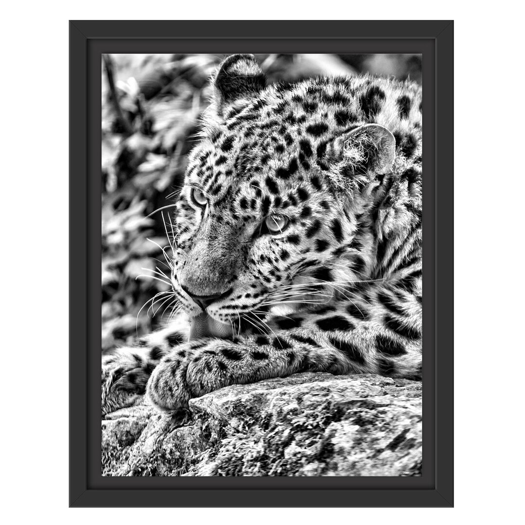 Gerahmtes Wandbild Leopard beim Putzen