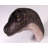 Allosaurus Dinosaur Head Life Size Statue