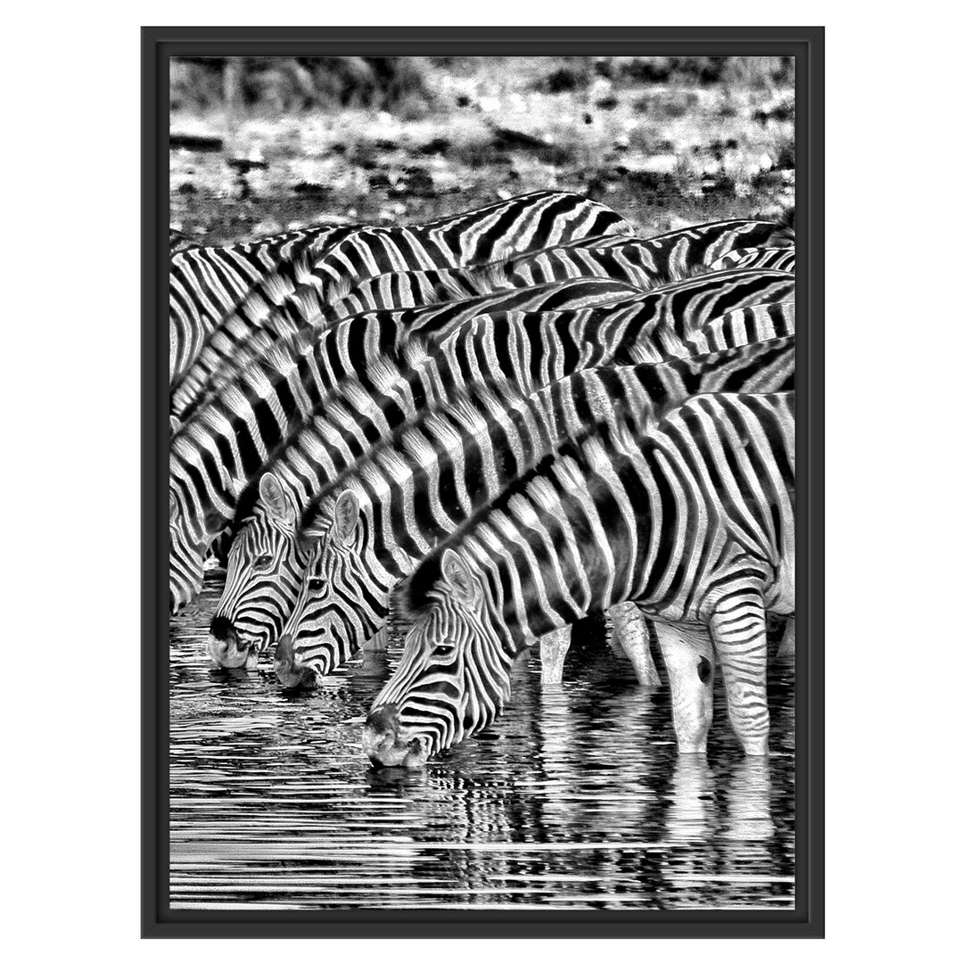 Gerahmtes Wandbild Safari mit Zebras in Afrika