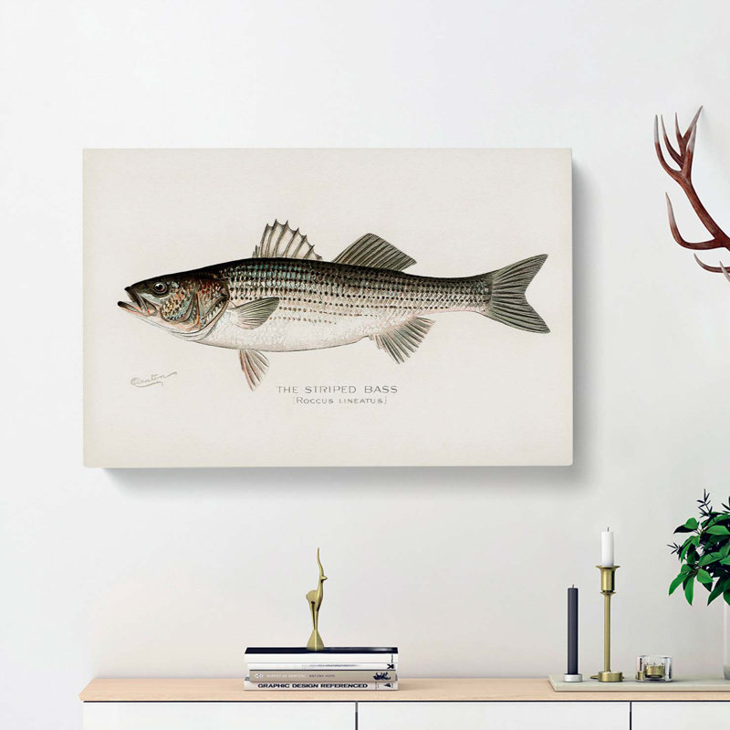 Striped Bass by Sherman F. Denton - Wrapped Canvas Painting, 40cm H x 60cm W x 3cm D