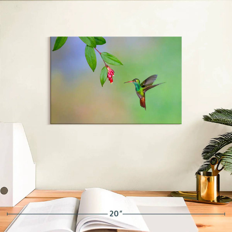 Colibri à queue rousse Brampt, H 8 po x l 12 po