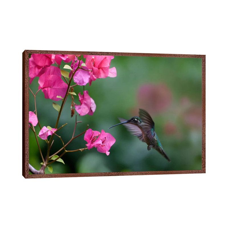 Magnificent Hummingbird Female Feeding At Flower, Costa Rica by Tim Fitzharris - Gallery-Wrapped Canvas Giclée on Canvas