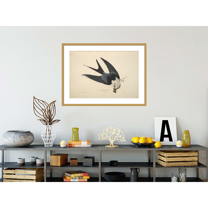 Buse à queue d'hirondelle des oiseaux d'Amérique par John James Audubon, H 30,69 po x l 41,5 po
