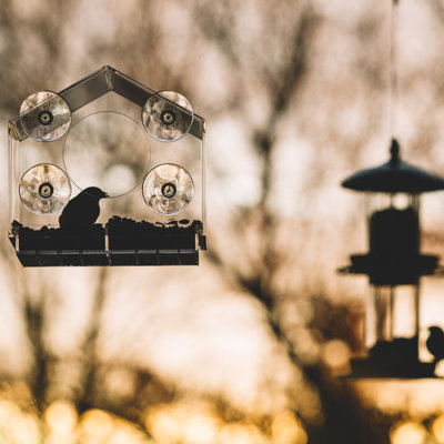 Mangeoire d'oiseaux sur plateau