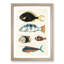 East Indies Fish Illustrations Fol. 22 by Louis Renard - Picture Frame Painting Print-55547357-55547360