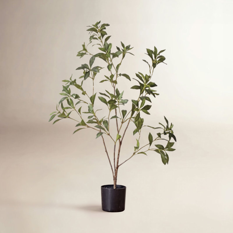 Enkianthus japonais Gant, H 37,4 po x l 21,6 po x P 6 po
