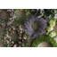 22" Spring Daisy Wreath