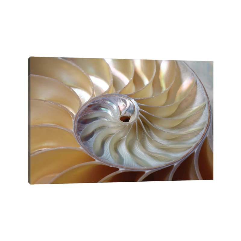 Nautilus Spiral par la photo - impression, H 12 po x l 18 po x 1,5 po