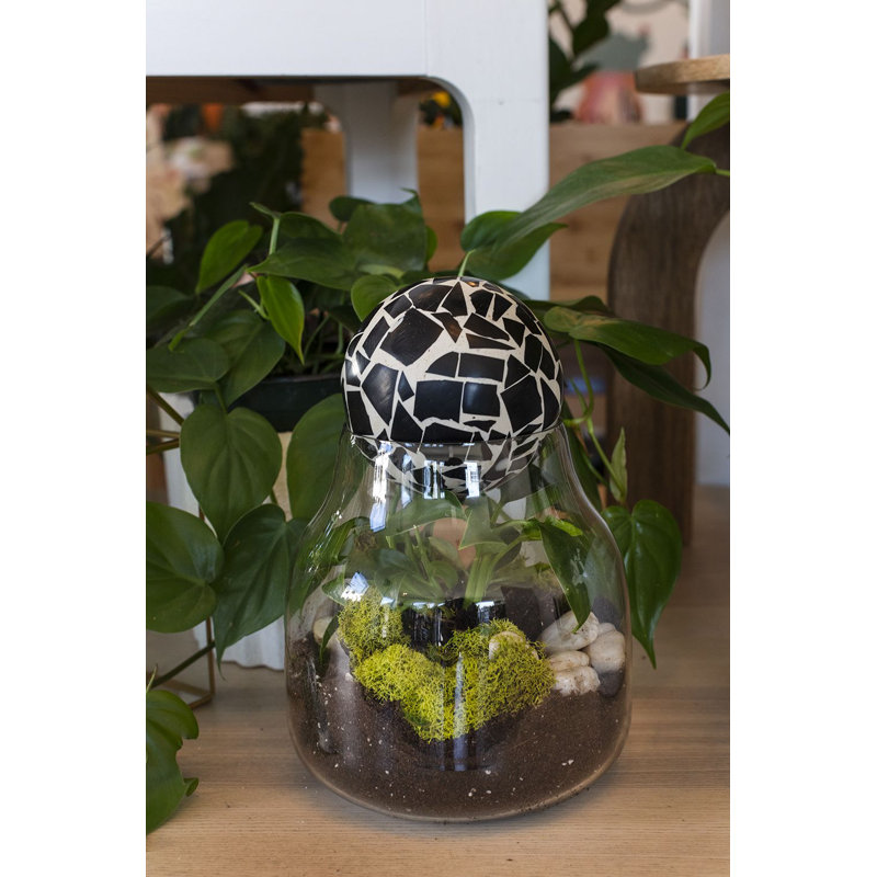 Terrarium en verre Alyssa, H 10 po x l 6,5 po x P 6,5 po