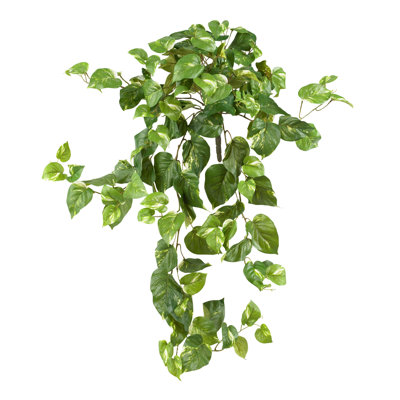 24'' Plant