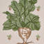 Green Grocer Wallpaper-259289401
