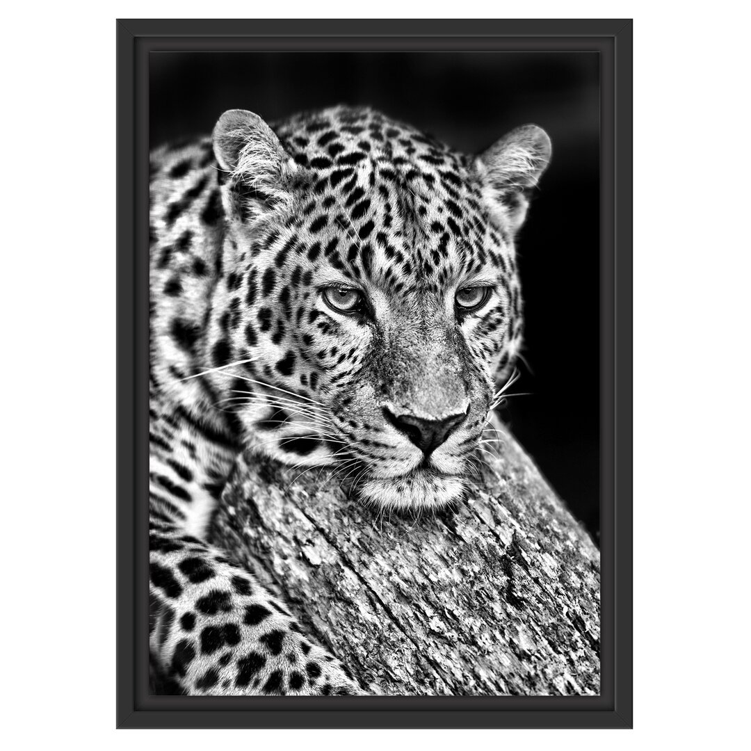 Gerahmtes Wandbild Ruhiger Leopard