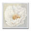 Pivoine blanche sereine - reproduction sur toile-48282118-48282120