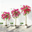 Plant-1790938137