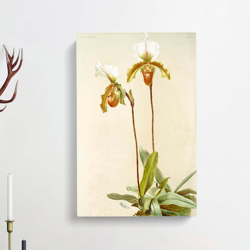 Magnolia Flowers Illustration Tab. 57 by Frederick Sander - Wrapped Canvas Print, 91cm H x 60cm W x 3cm D