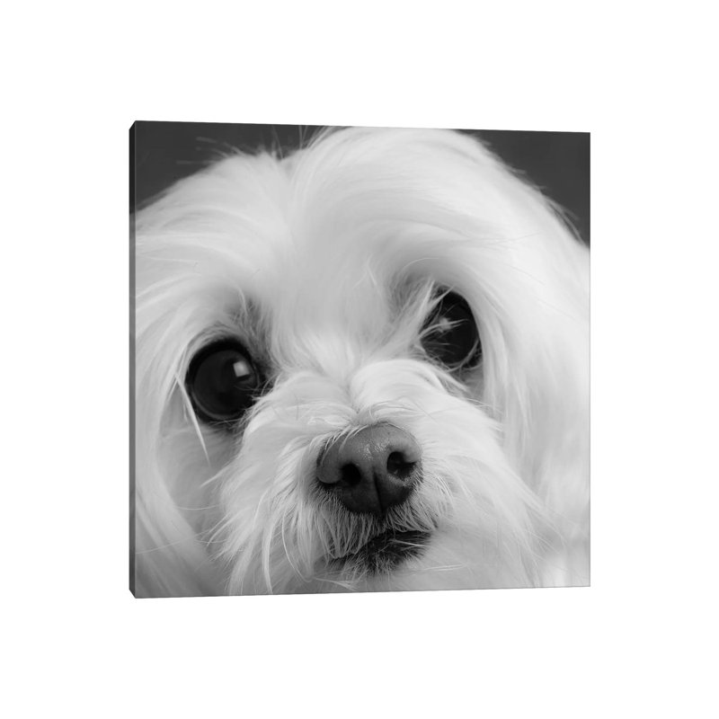 Portrait Of A Maltese Dog - Wrapped Canvas Print, 66.04 cm H x 66.04 cm W x 3.175 cm D