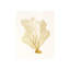 Blush Coral III Print by Sofia Fox-26931067-26931068