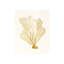 Blush Coral III Print by Sofia Fox-26931068-26931071