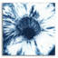 «Shibori Shells 1» par Chariklia Zarris, art mural en verre acrylique-1834726127