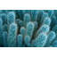 Wrapped Canvas Print-17554467
