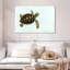 Bébé tortue Brampt-108691257