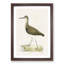 Green Sandpiper by Von Wright - Picture Frame Painting Print-55736088-55736091