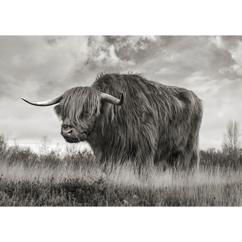 3AP6280 Scottish Highland Bull (BW) by Pangea Images - Wrapped Canvas Art Prints, 70cm H x 100cm W x 4cm D