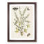 Butterflies & Flowers by Mark Catesby - Picture Frame Graphic Art Print-55680273-55680275