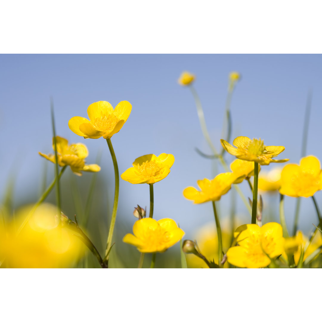 Leinwandbild Yellow Buttercups