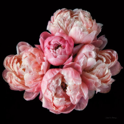 " Coral Peonies III " by Debra Van Swearingen