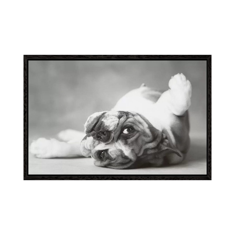 Brit II by Rachael Hale - Print on Canvas, Black Framed, 66.04 cm H x 45.72 cm W