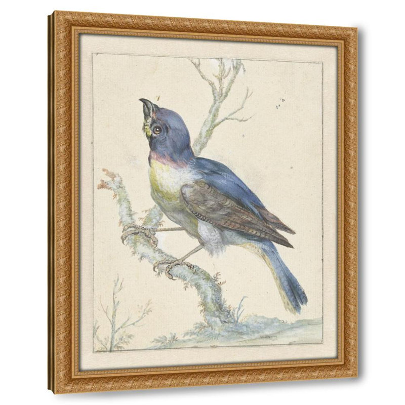 Lazuli Bunting (c. 1670 - c. 1719)