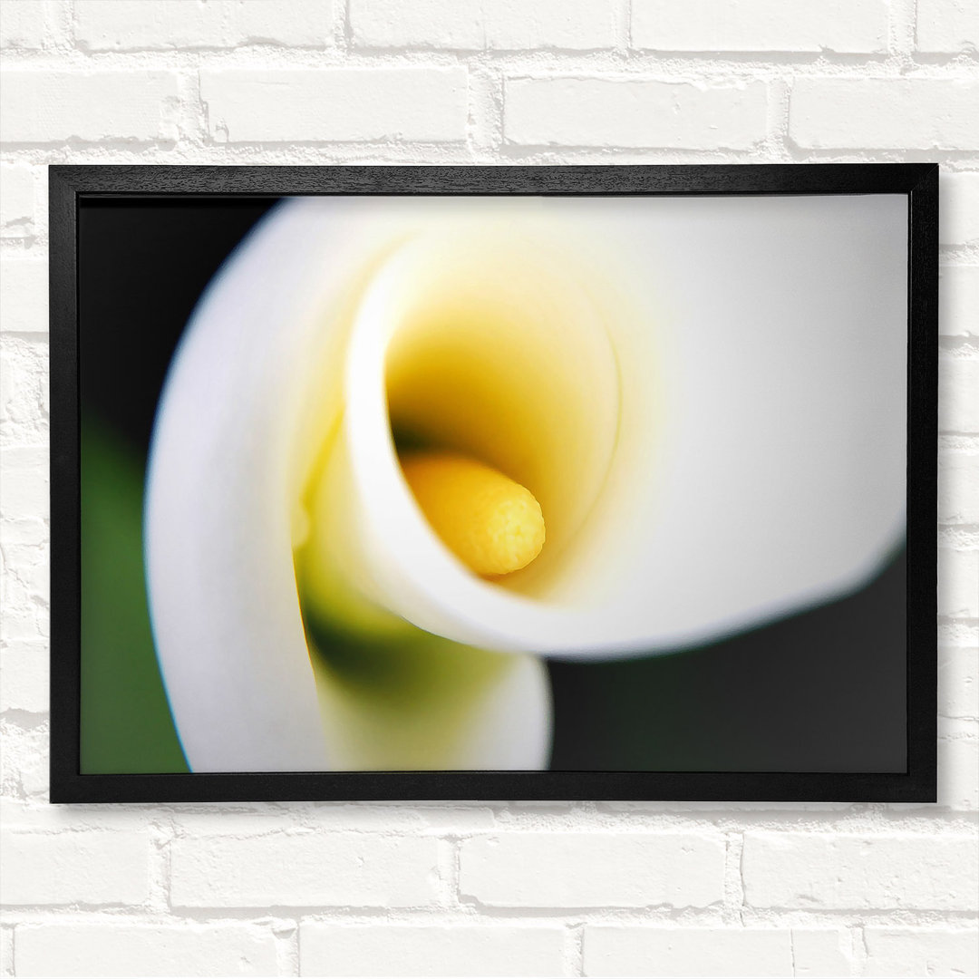 Gerahmtes Leinwandbild White Calla Lily