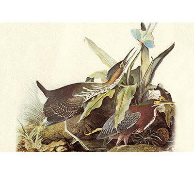 « green héron » par john james audubon, impression