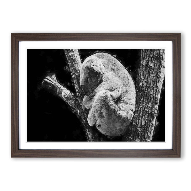 Koala Bear Resting in a Tree - Picture Frame Photograph Print, 27cm H x 36cm W x 2cm D, Walnut Framed