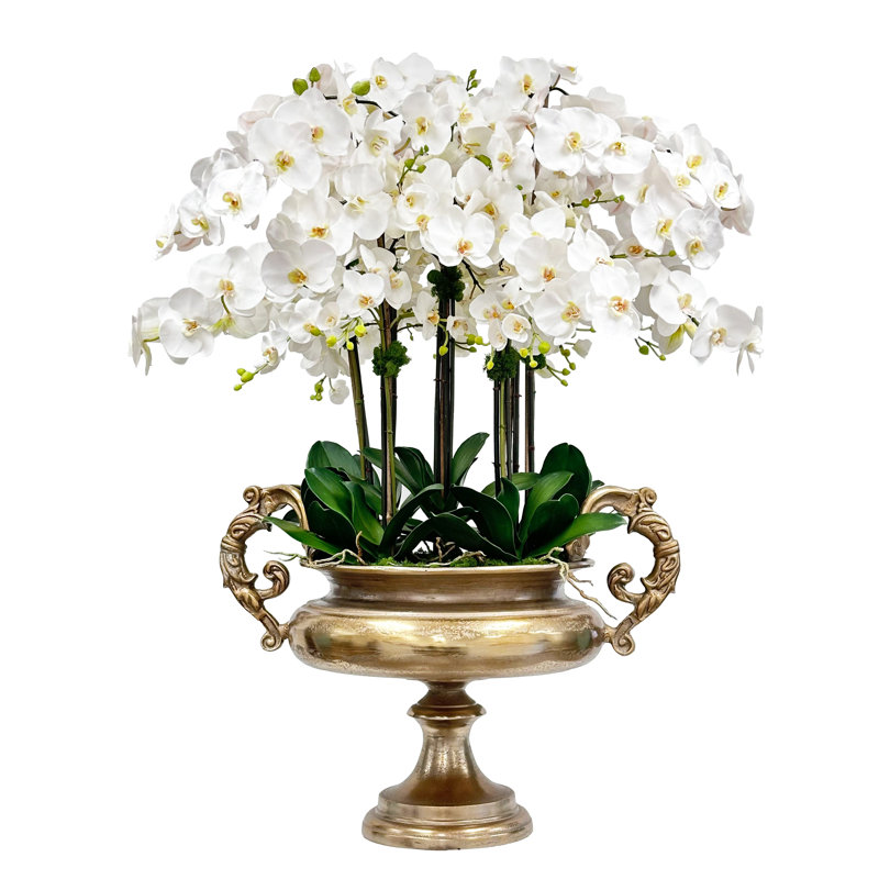 Orchid In Gold Urn
