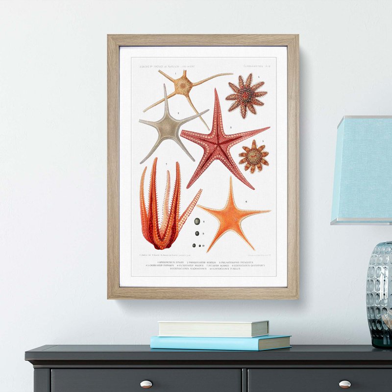 Selection of Starfish by Albert I - Picture Frame Painting Print, 36cm H x 27cm W x 2cm D, Oak Framed