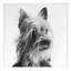 Doubtful Dog 1 Print by Pearson, Victoria-531291216-531291219