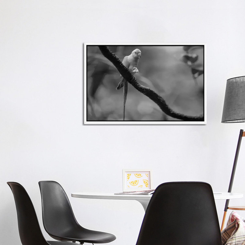 Rose-ringed Parakeet feeding, Jurong Bird Park, Singapore 1 Piece Wall Art on Canvas, 101.6 cm H x 66.04 cm W, White Framed