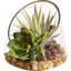Echeveria & Marginata in Water Arrangement Planter
